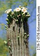 Bloom, Outdoors, Wüste, Blüten, Natur, Botanisch, blühend