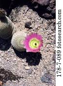 Blume, Blume, Blume, rosa, Kaktus, Single, Blüten