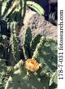 Blume, Blume, Blüten, Blumen, Blumen, Blumen