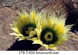 Blume, Freigang, Kaktus, Nahaufnahme, Blumen, Botanik