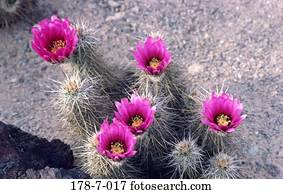 Blume, Natur, Blumen, Wüste, Kaktus, Blüten