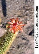 Blume, Natur, Natur, Natur, Blumen, Blumen, Blumen