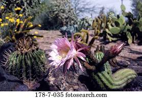 Blume, Rosa, Kaktus, Botanisch, blühend, Natur, Kaktus