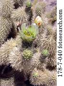 Blumen, Blumen, Blumen, Blumen, Blumen, Blumen, Blumen, Blumen