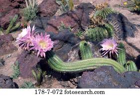 Blumen, Blumen, Blumen, Blumen, Blumen, Blumen, Blumen, Blumen