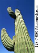 Blumen, Botanik, draußen, Saguaro, Wüste, Kaktus, Natur