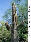 Blumen, Botische, Wüste, Freie, Kaktus, Natur, Kaktus, Kaktus, Kaktus