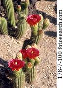 Blumen, Kaktus, Blüten, Wüste, Natur, Blüten, Blüten, Blüten