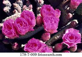 Blüten, Blumen, Blumen, Blumen, Blumen