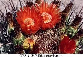 Blüten, Blumen, Blumen, Natur, Kaktus, Botanik