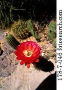 Blüten, Blüten, Blüten, Botanik, Blume, Kaktus