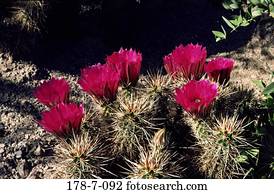 Blüten, Blüten, Wüsten, Blüten, Blüten, Kröten, Kröten, Blüten, Blüten, Blüten, Blüten