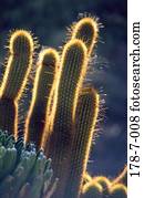 Botanisch, draußen, Kaktus, Blumen, Wüste, Kaktus, Natur