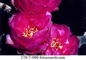 Botanisch, rosa, blühnd, blühend, türmlich, blühend