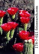 Botanisch, Wüste, Kaktus, Blüten, Blüten, blühend, blühend