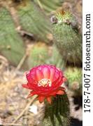 Draußen, blühen, blühen, Blumen, Blumen, Wüsten, Blumen