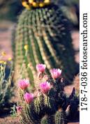 Erblühend, blühend, blumig, blumig, käblich, käktisch, kaktvoll, blumen