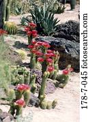 Kaktus, Blume, blühend, blühend, Blumen, Blumen, Natur