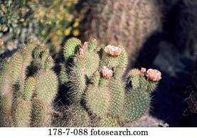 Kaktus, blühen, blühen, blühend, blühend, blühend, blühend, Blumen