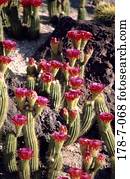 Kaktus, blühend, Kaktus, Botanik, Blume, blühend, draußen