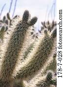 Kaktus, Natur, Botanik, Wüste, Blumen, Kaktus