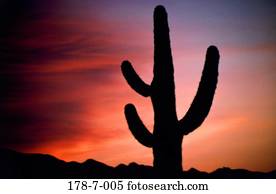 Kaktus, Sonnenuntergang, Kaktus, Blumen, Wüste, Saguaro, Natur