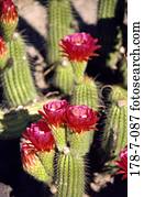 Natur, Botanik, Blume, Kaktus, Wüstenblüten