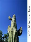 Natur, Kaktus, Botanik, Wüste, Blumen, Saguaro, Kaktus