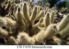 Natur, Kaktus, Kaktus, Kaktus, Blumen, Botanik, Wüste