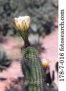 Natur, Äußere, Botische, Wüste, blühende Blumen, Blumen