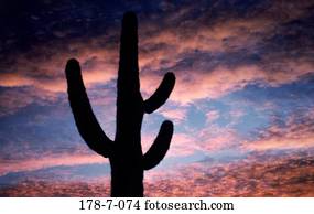 Saguaro, Caktus, Natur, Botanik, Silhouette, draußen, Wüste