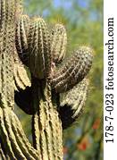 Wüsten, Kaktus, Äther, Blumen, Natur, Kaktus