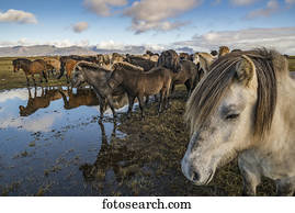 islandês, horses;, islândia