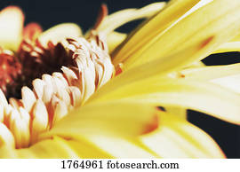 A yellow flower