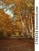 caminho, alinhado, com, árvores