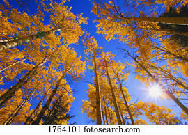 visão superior, de, árvores, em, outono