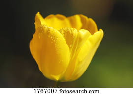 A yellow tulip