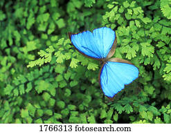 azul, borboleta, descansos, ligado, planta