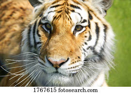 Closeup of a tiger's face