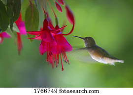 Humming bird and fuchsia flower