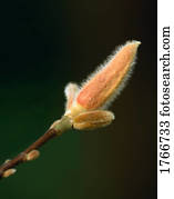 um, magnólia, broto