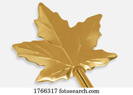 um, ouro, maple folheiam