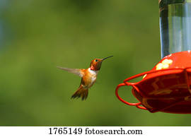 um, pequeno, hummingbird