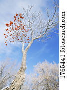 um, árvore, com, bagas