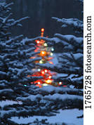 árvore natal, em, floresta, em, a, noturna