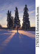 árvores, em, inverno