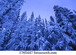 árvores, em, inverno