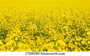 A yellow field
