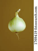 A yellow onion