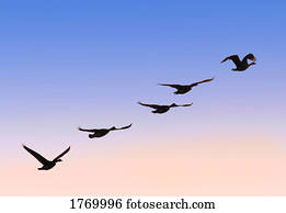 Flock of geese Flock of geese